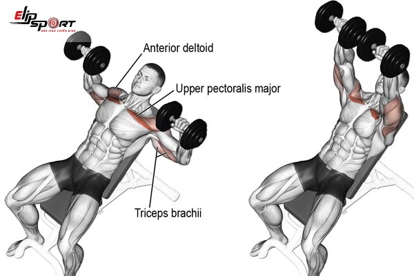 lịch tập gym cho người mới với b&agrave;i đẩy tạ