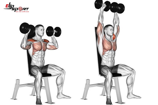 lịch tập gym cho người mới với b&agrave;i tập vai