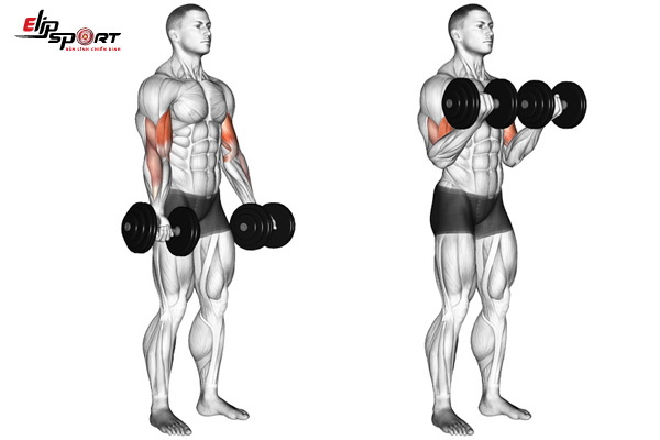 lịch tập gym cho người mới b&agrave;i n&acirc;ng tạ đơn