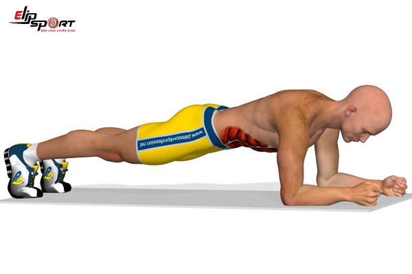 lịch tập gym cho người mới b&agrave;i plank