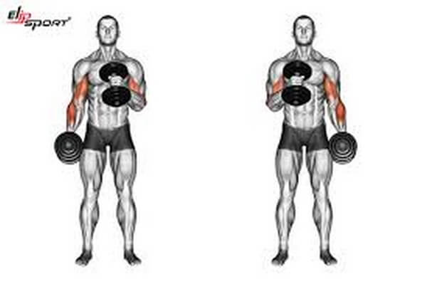 Tổng Hợp Bài Tập Tạ Tay Đúng Cách