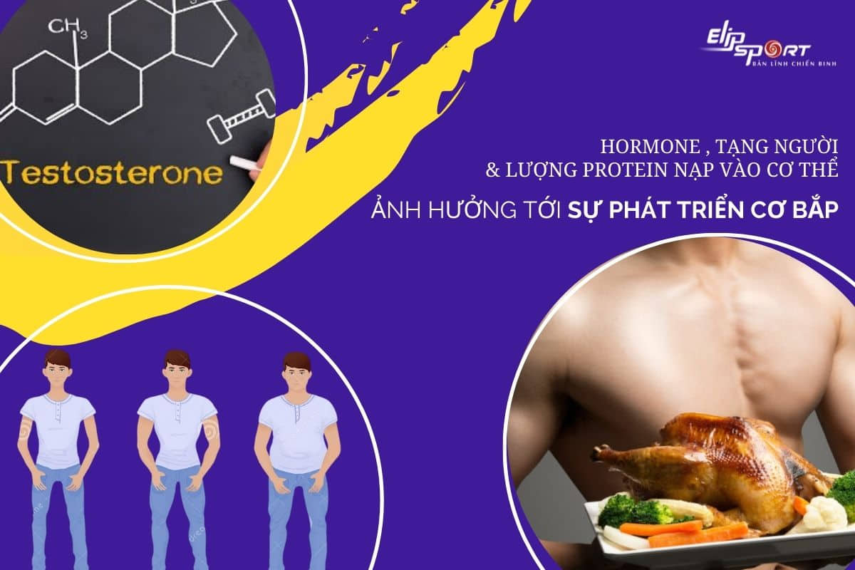 Cơ bắp ph&aacute;t triển như thế n&agrave;o