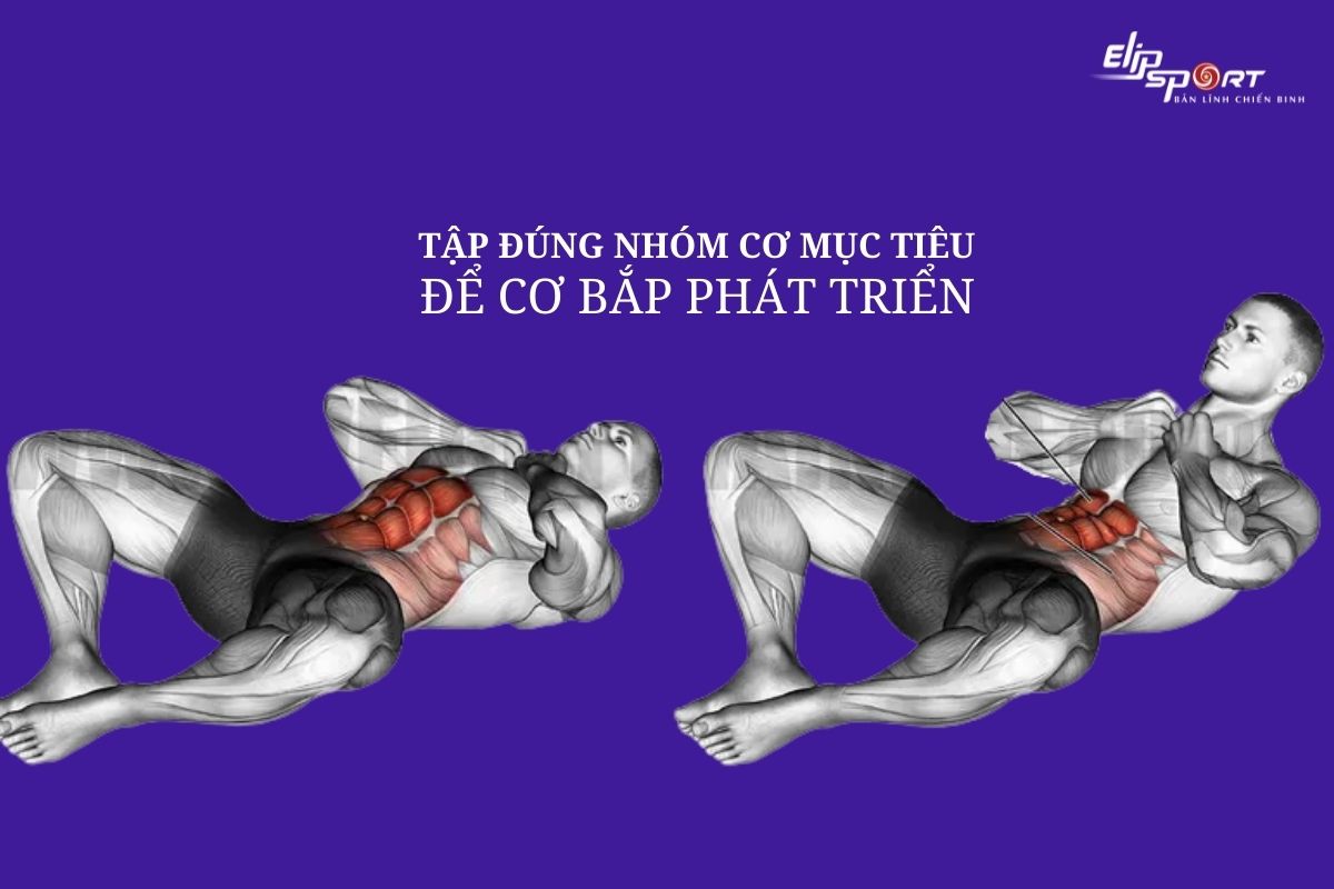 Tập đ&uacute;ng nh&oacute;m cơ mục ti&ecirc;u để cơ bắp ph&aacute;t triển