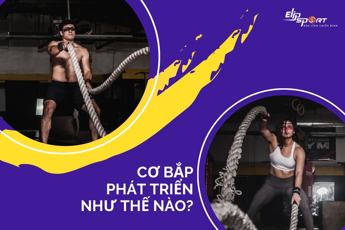 Cơ bắp ph&aacute;t triển như thế n&agrave;o