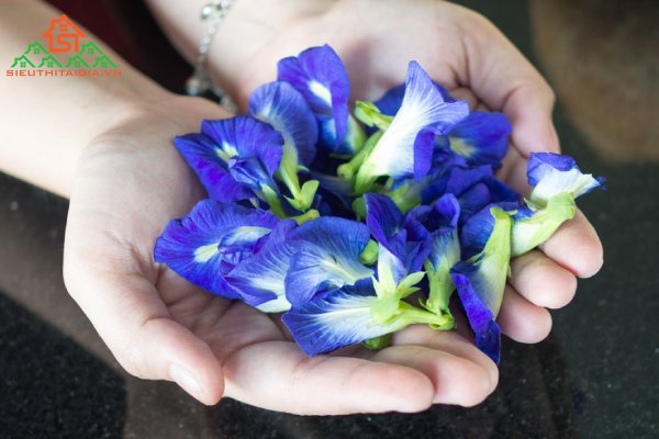 c&aacute;ch uống hoa đậu biếc trị tiểu đường