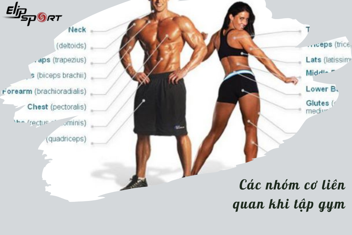 m&aacute;y chạy bộ tiếng anh l&agrave; g&igrave;