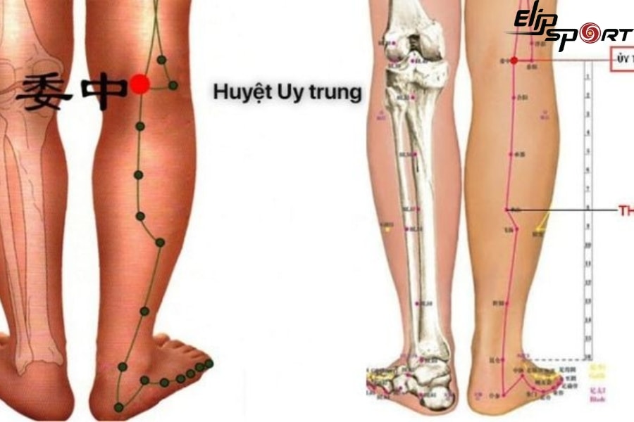 Huyệt Ủy Trung