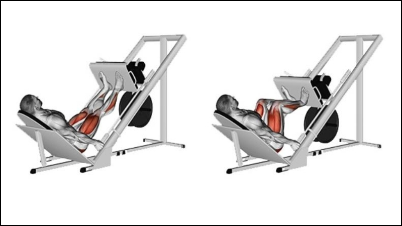 Với những t&iacute;nh năng vượt trội c&oacute; thể t&aacute;c động đến nhiều nh&oacute;m cơ như cơ đ&ugrave;i, cơ bắp ch&acirc;n, đặc biệt l&agrave; cơ m&ocirc;ng th&igrave; m&aacute;y nằm đạp ch&acirc;n đ&atilde; trở th&agrave;nh một trong những thiết bị tập luyện kh&ocirc;ng thể thiếu