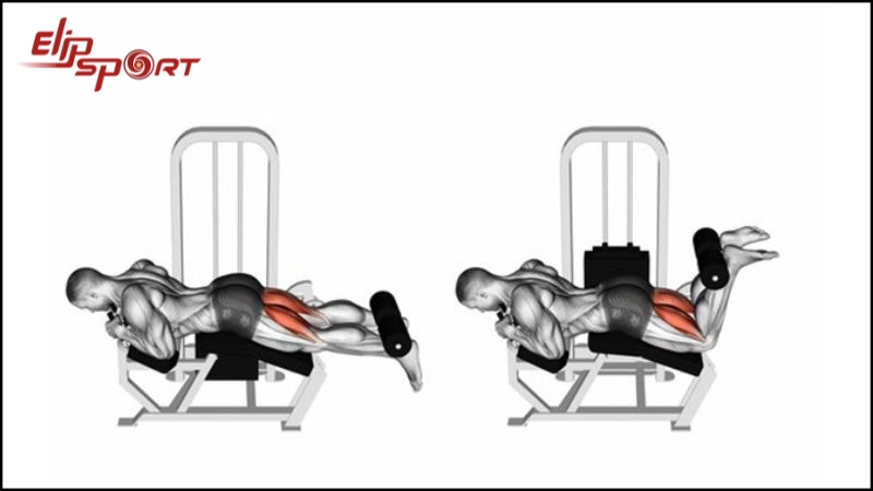 M&aacute;y tập cơ đ&ugrave;i sau c&oacute; hiệu quả ph&aacute;t triển cơ đ&ugrave;i