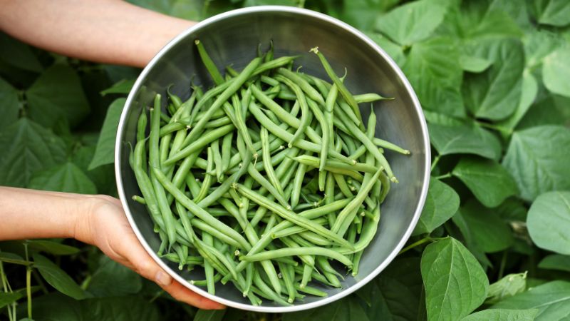 Chọn đậu que c&oacute; m&agrave;u sắc xanh tươi