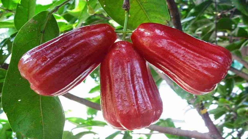 Một quả roi trung b&igrave;nh nặng khoảng 70 - 80g c&oacute; khoảng 30 calo