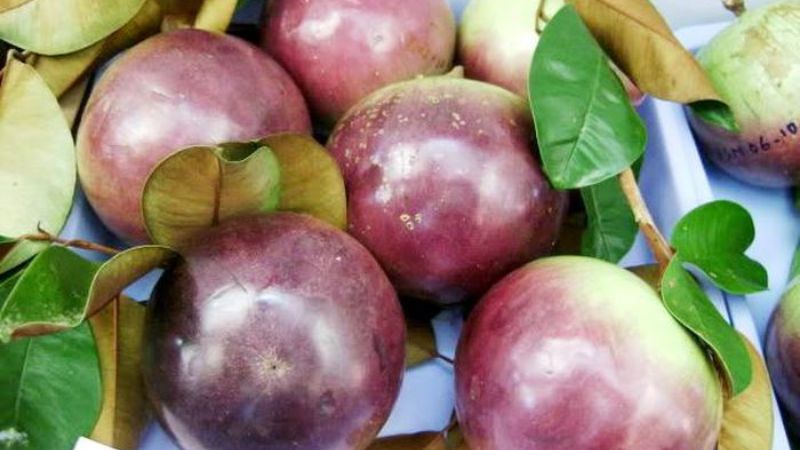 N&ecirc;n chọn quả v&uacute; sữa c&oacute; vỏ s&aacute;ng v&agrave; mịn