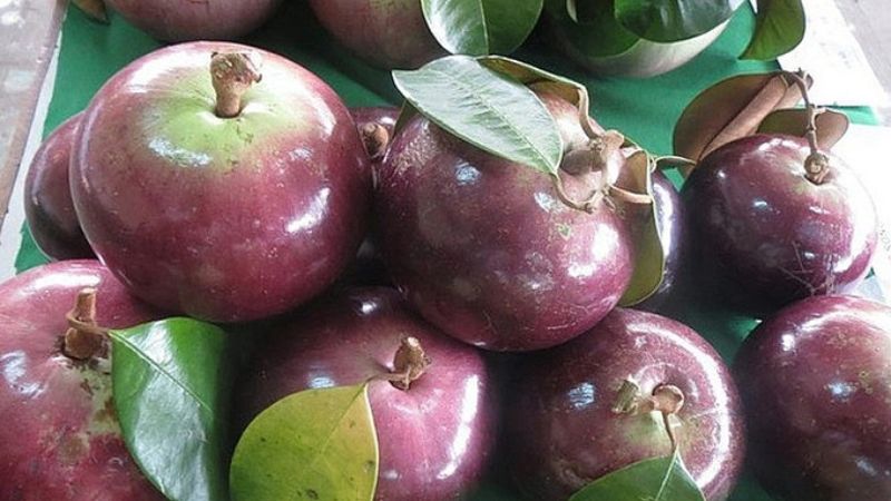 Quả v&uacute; sữa tươi thường vẫn c&ograve;n giữ nguy&ecirc;n cuống v&agrave; l&aacute;