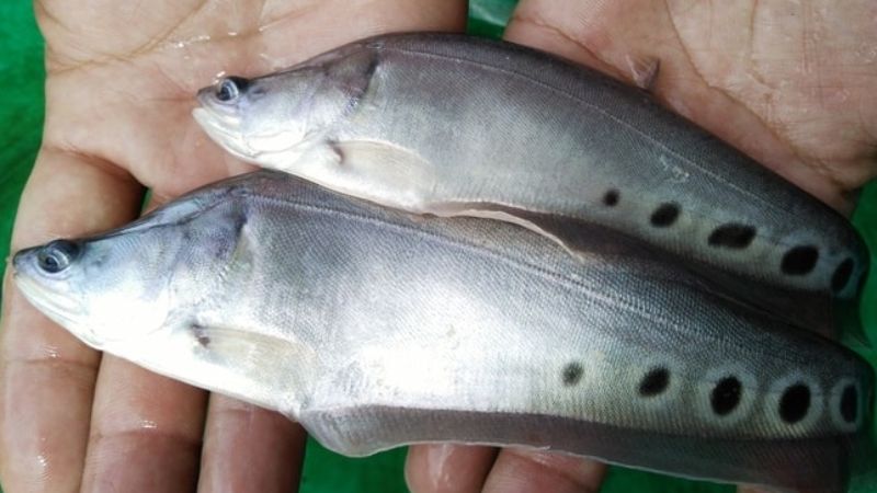 C&aacute; th&aacute;c l&aacute;c l&agrave; loại c&aacute; sống ở nước ngọt, c&oacute; thịt chắc, dẻo v&agrave; dai với hương vị thơm ngon