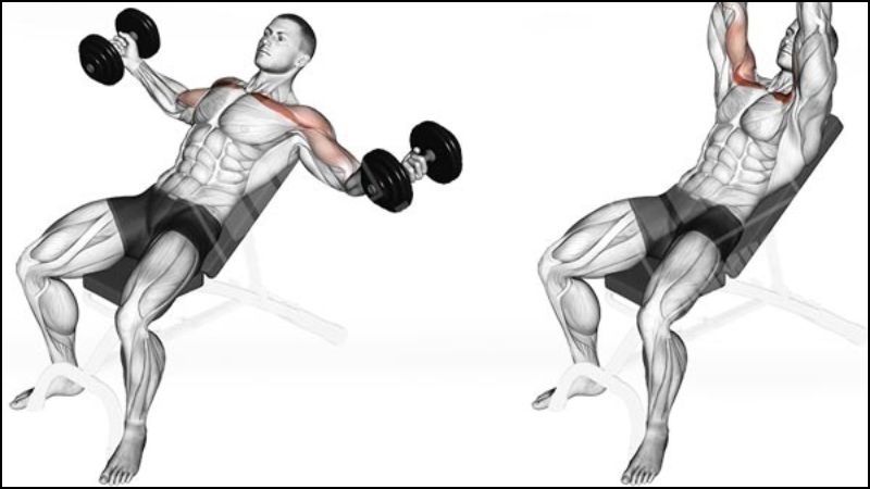 B&agrave;i tập Incline Dumbbell Flyes