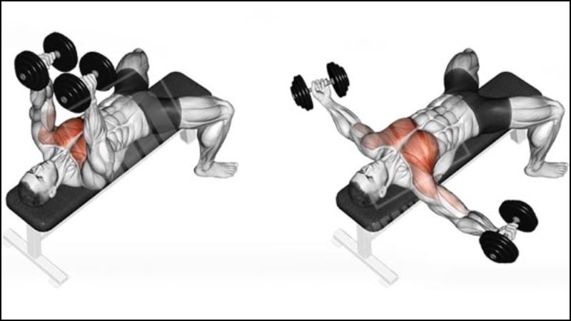 B&agrave;i tập Dumbbell Flyes
