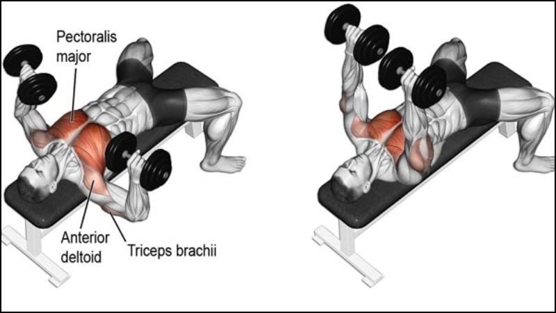 B&agrave;i tập Dumbbell Bench Press