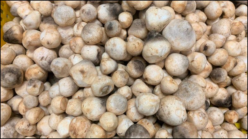 Nấm rơm chứa h&agrave;m lượng dinh dưỡng cao