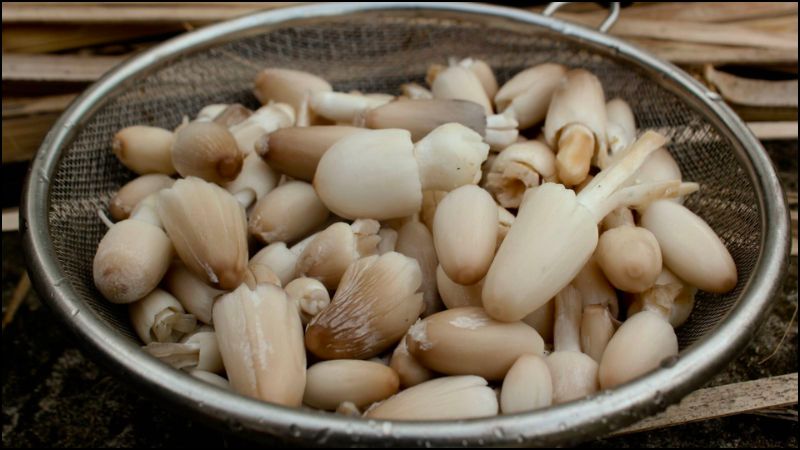 Nấm rơm chứa beta-glucan v&agrave; chitin rất th&iacute;ch hợp sử dụng để giảm c&acirc;n