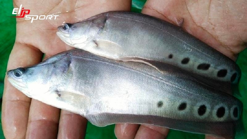 Lựa chọn c&aacute; th&aacute;c l&aacute;c tươi