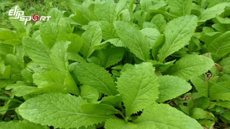 cai-be-xanh-bao-nhieu-calo-an-cai-be-xanh-co-tac-dung-gi7