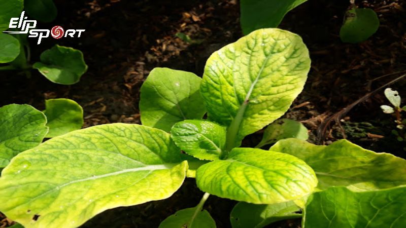 cai-be-xanh-bao-nhieu-calo-an-cai-be-xanh-co-tac-dung-gi9