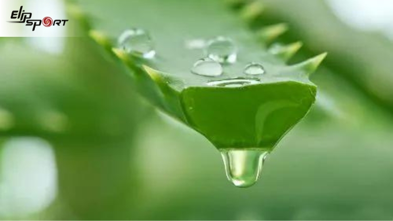 L&agrave;m trắng da bằng nha đam đơn giản