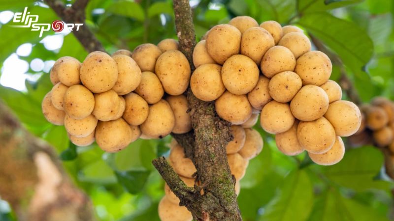 Bạn c&oacute; thể lựa chọn quả b&ograve;n bon hữu cơ để tr&aacute;nh h&oacute;a chất v&agrave; thuốc trừ s&acirc;u