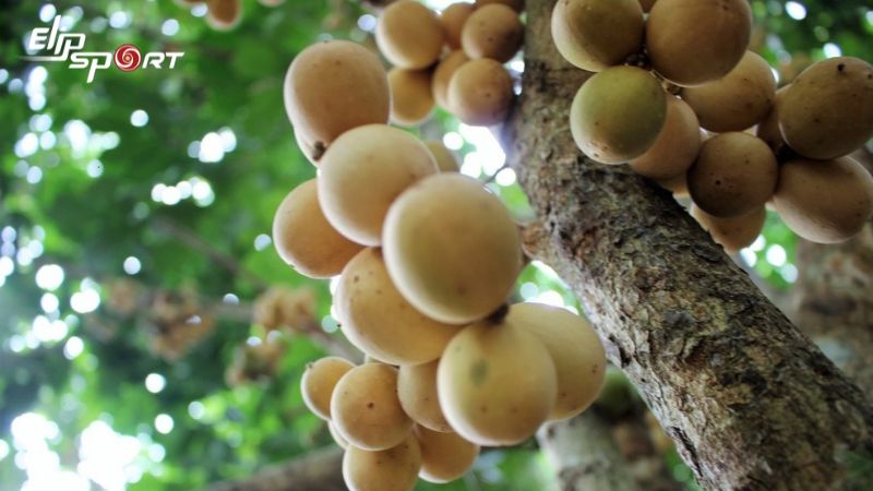 H&atilde;y ti&ecirc;u thụ b&ograve;n bon một c&aacute;ch hợp l&yacute; để cung cấp đủ dinh dưỡng