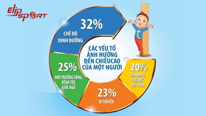 Chiều cao bị ảnh hưởng bởi nhiều yếu tố như gen, dinh dưỡng hay c&aacute;ch tập luyện