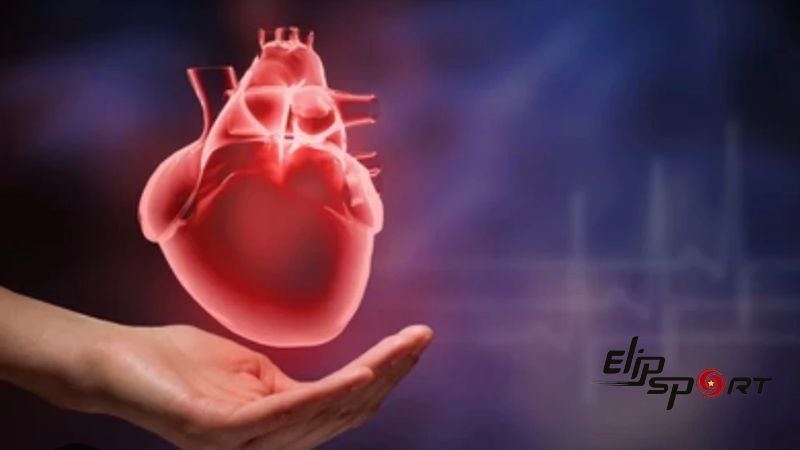Fibrinolytic gi&uacute;p đ&aacute;nh tan c&aacute;c cục m&aacute;u đ&ocirc;ng g&acirc;y n&ecirc;n c&aacute;c bệnh tim mạch