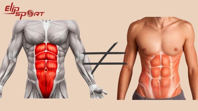 Cơ core bao quanh th&acirc;n người, cơ bụng chỉ ở phần trước bụng v&agrave; hai b&ecirc;n h&ocirc;ng
