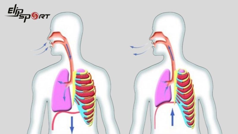 Hít thở qua cả mũi và miệng để tăng cường lưu lượng không khí vào Tải app Jun88 mobile mới nhất