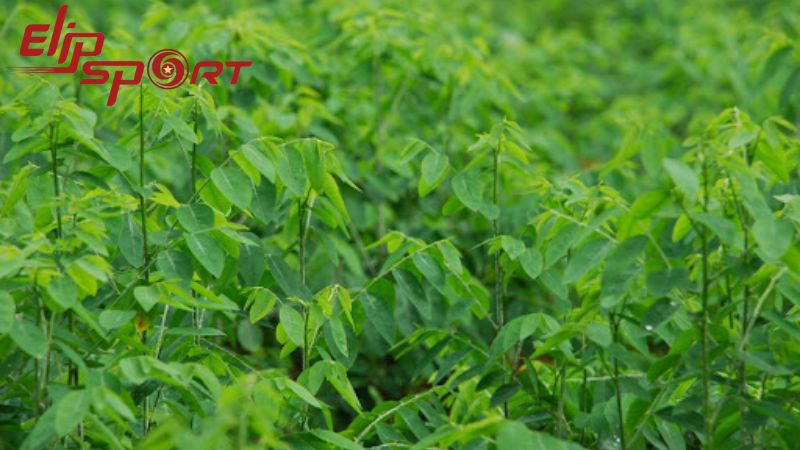 Trong mỗi 100g rau ng&oacute;t chứa khoảng 35 calo