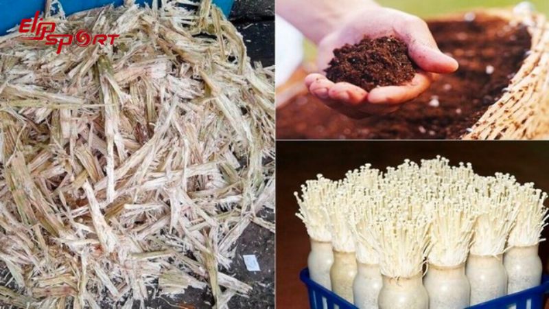 Bạn c&oacute; thể dễ d&agrave;ng tự trồng nấm kim ch&acirc;m đơn giản tại nh&agrave;