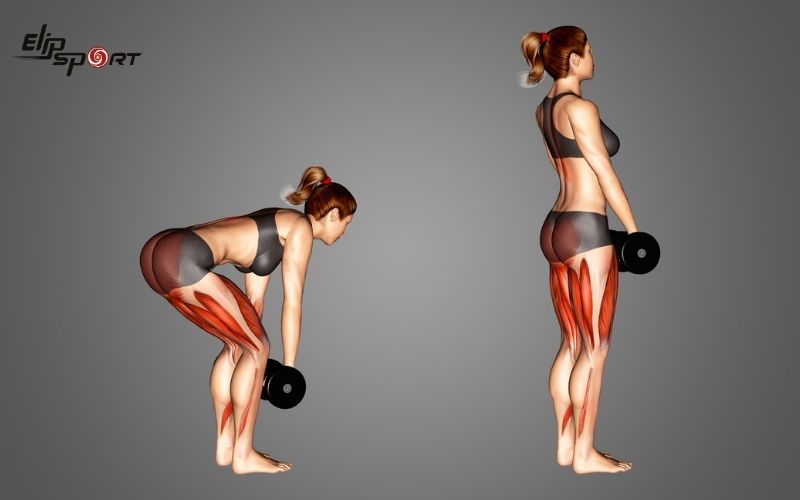 Romanian Dumbbell Deadlift t&aacute;c động đến nhiều nh&oacute;m cơ ở phần th&acirc;n dưới