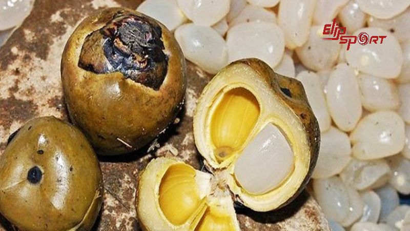 Hạt đ&aacute;c được xem l&agrave; một loại đặc sản nổi tiếng của khu vực miền Trung