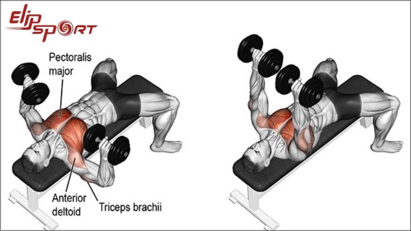 B&agrave;i tập ph&aacute;t triển cơ ngực Dumbbell Bench Press