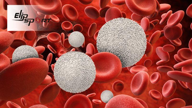 Albumin trong c&aacute; l&oacute;c c&oacute; thể gi&uacute;p tăng sinh c&aacute;c tế b&agrave;o bạch cầu