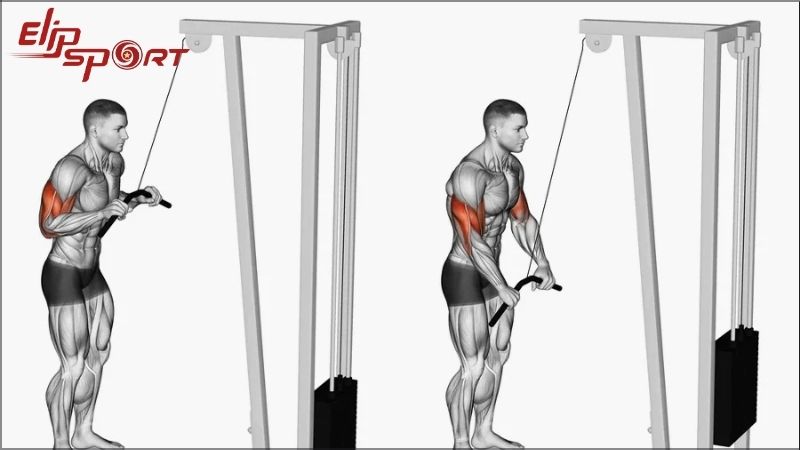 Cable Tricep Pushdown l&agrave; một b&agrave;i tập hiệu quả để ph&aacute;t triển cơ tam đầu