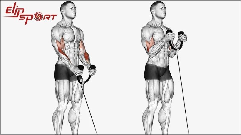 Cable Bicep Curl gi&uacute;p tăng cường sức mạnh v&agrave; k&iacute;ch thước cho cơ bắp tay