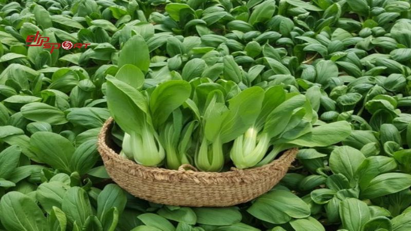 Cải ch&iacute;p l&agrave; một loại rau phổ biến trồng v&agrave;o m&ugrave;a đ&ocirc;ng