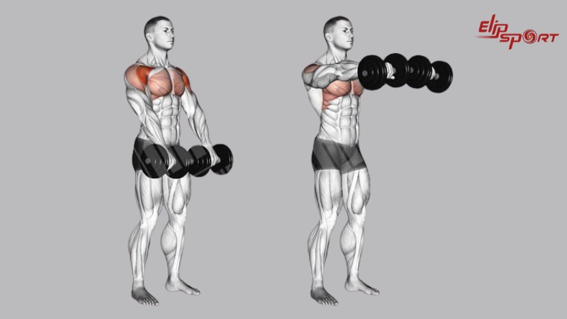 Straight-Arm Front Deltoid Raise gi&uacute;p bạn ph&aacute;t triển to&agrave;n diện cơ vai trước