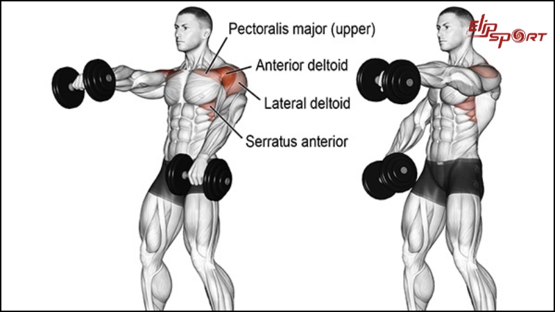 Front Dumbbell Raise sẽ gi&uacute;p bạn ph&aacute;t triển cơ vai trước, tăng cường sức mạnh v&agrave; h&igrave;nh th&agrave;nh cơ bắp