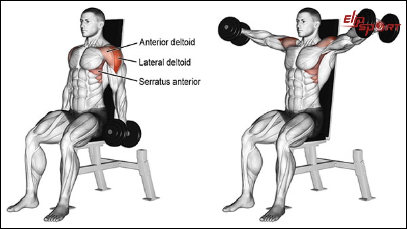 B&agrave;i tập Seated Side Lateral Raise gần giống với Lateral Raise truyền thống
