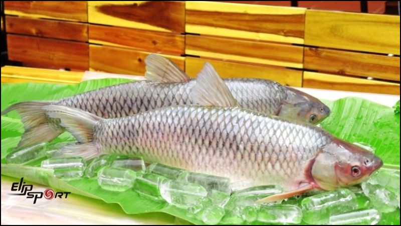 Nhờ h&agrave;m lượng dinh dưỡng phong ph&uacute;, c&aacute; trắm mang lại nhiều lợi &iacute;ch cho sức khỏe