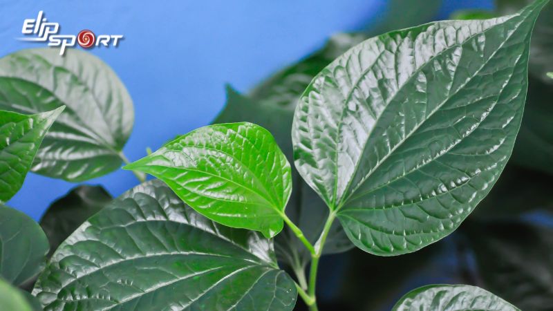 Chườm đắp l&aacute; lốt c&oacute; c&ocirc;ng dụng giảm đau tốt
