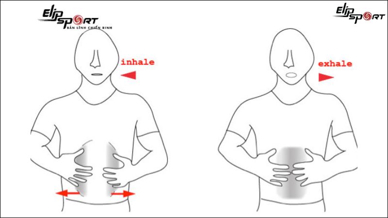 Vị tr&iacute; của cơ ho&agrave;nh tr&ecirc;n cơ thể