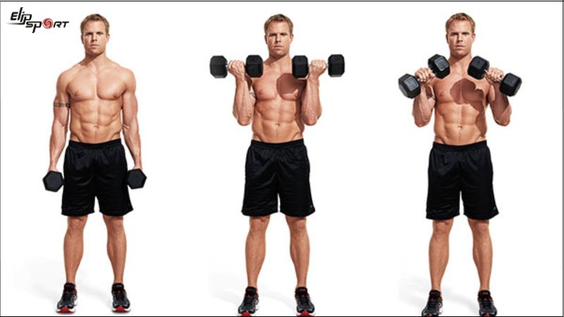 B&agrave;i tập Dumbbell Bicep Curl