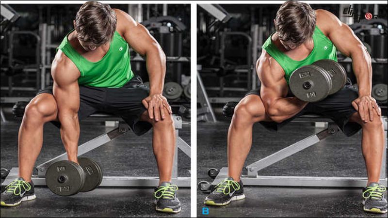 B&agrave;i tập Concentration Curls